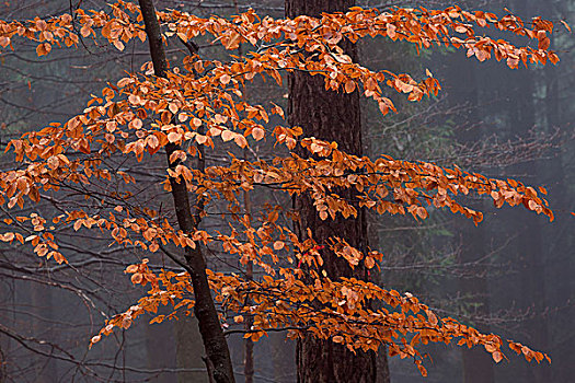 秋天,色彩,叶子,树干,树林,木头,雾,巴登符腾堡,德国,欧洲