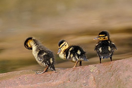 三个,野鸭,幼禽,绿头鸭,石头