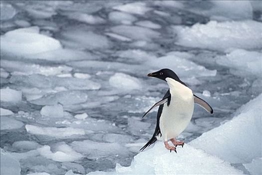 俯拍,阿德利企鹅,冰,南极