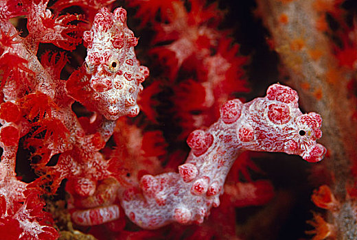 俾格米人,海马,一对,珊瑚,印度尼西亚