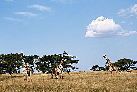 肯尼亚,马赛马拉国家保护区,三个,长颈鹿,马赛长颈鹿,大幅,尺寸