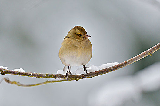 雌性,苍头燕雀,冬天,巴伐利亚森林国家公园,巴伐利亚,德国