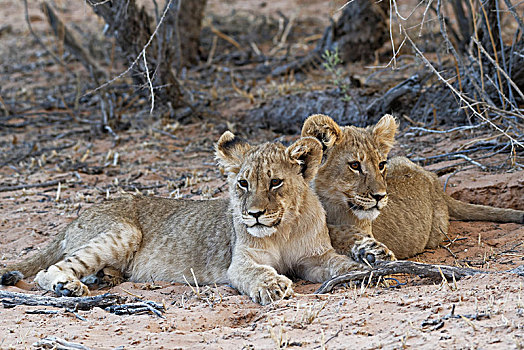 非洲狮,狮子,两个,幼兽,躺着,沙子,卡拉哈迪大羚羊国家公园,北开普,南非,非洲