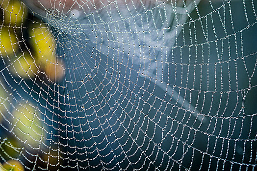 蜘蛛网,装饰,水滴