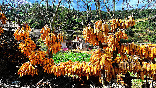 云南东川农家院里挂的玉米