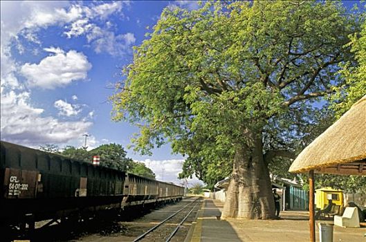 南非,火车站,猴面包树