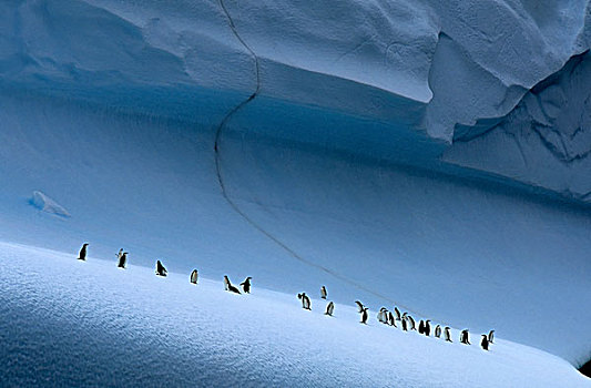南极,南,奥克尼群岛,帽带企鹅,冰山
