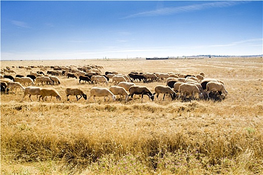 绵羊,牧群,萨莫拉省,卡斯提尔,西班牙