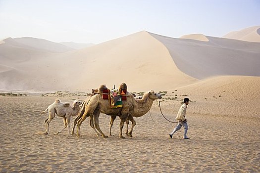男人,骆驼,甘肃,中国