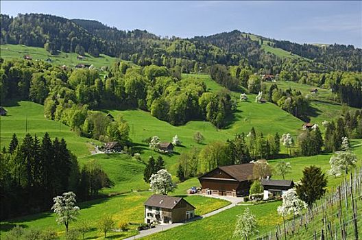 春天,施维茨,瑞士