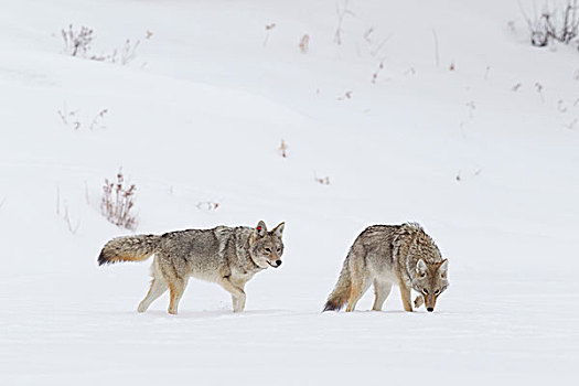 丛林狼,犬属,一对,饲养,季节,二月,南方,蒙大拿
