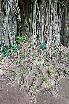 菩提树,根部,巴厘岛,印度尼西亚,亚洲