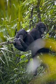 倭黑猩猩,青少年,黑猩猩,刚果