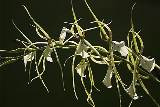 特写,白色,兰花