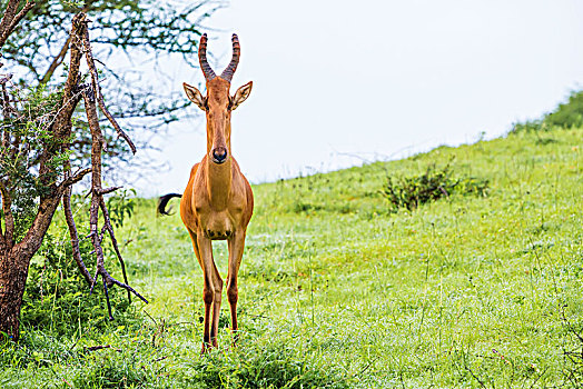 高,尴尬,看,羚羊,长,尖锐,头部,秋天,国家公园,乌干达