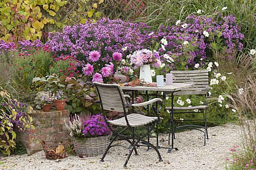 秋天,砾石,小,座椅,多,花坛,紫苑属