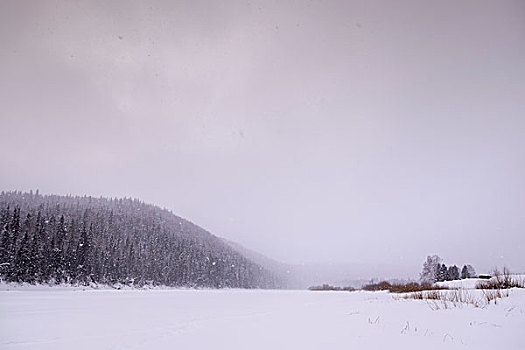 树,遮盖,山,积雪,风景