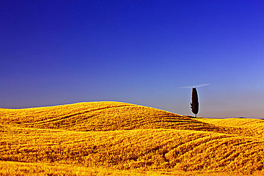 孤单,柏树,玉米田,靠近,皮恩扎,托斯卡纳,意大利,欧洲