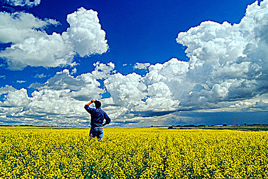 一个,男人,上方,盛开,油菜地,积云,成长,积雨云,云,背景,靠近,萨斯喀彻温,加拿大