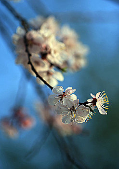 花开枝头