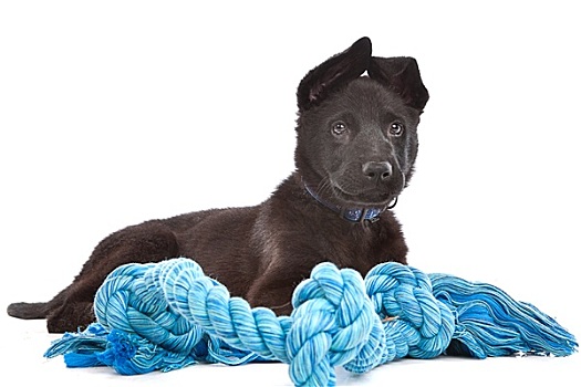 黑色,小狗,狗,蓝色,玩具,绳索