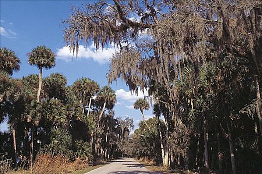 棕榈树,树,遮盖,松萝凤梨,州立公园,佛罗里达,美国,北美