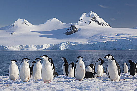 帽带企鹅,半月,岛屿,南设得兰群岛,南极
