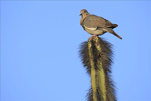 白翅鸽,鸽子,仙人掌,埃尔比斯开诺生物圈保护区,墨西哥