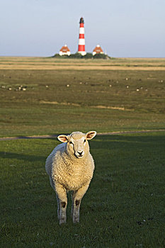 肖像,绵羊,灯塔,背景,石荷州,德国