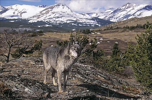 灰狼,狼,哺乳动物,近东,冰河,蒙大拿,美国,北美,动物