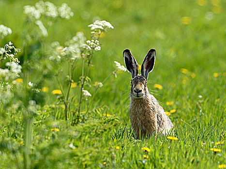 欧洲野兔,坐,草地,特塞尔,北荷兰,荷兰