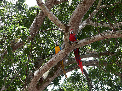 绯红金刚鹦鹉,金刚鹦鹉,黄蓝金刚鹦鹉,栖息,树,国家公园,哥斯达黎加,中美洲
