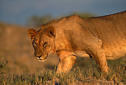 纳米比亚,埃托沙国家公园,母狮,狮子,走,沙丘,日出