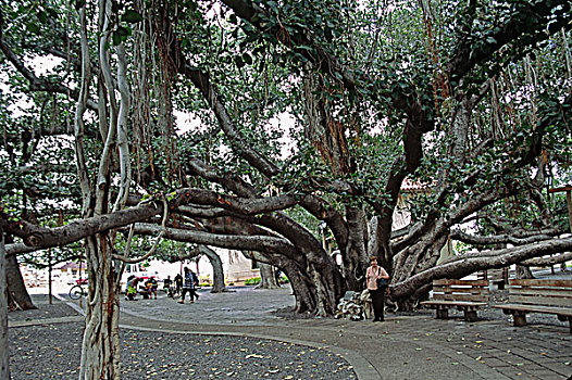 北美,美国,夏威夷,毛伊岛,拉海纳,著名,菩提树