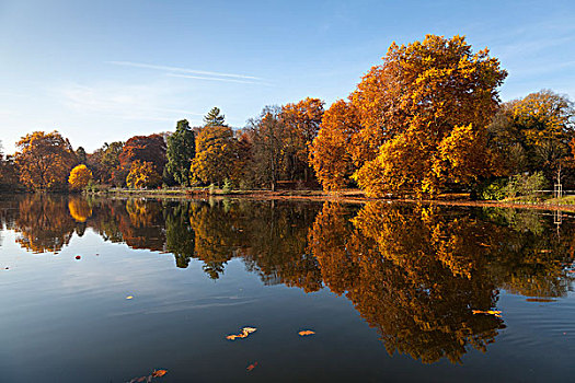 树,秋叶,反射,水,公园,多特蒙德,北莱茵威斯特伐利亚,德国,欧洲