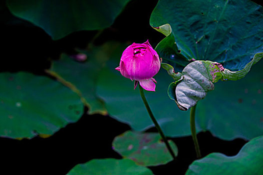 紫竹院公园荷花塘