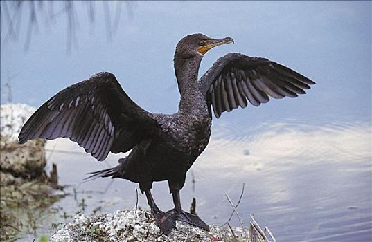 鸬鹚,鸬鹚属,鸟,弄干,羽毛,大沼泽地国家公园,佛罗里达,美国,北美,动物