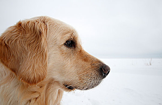 金毛猎犬,雪地,肖像