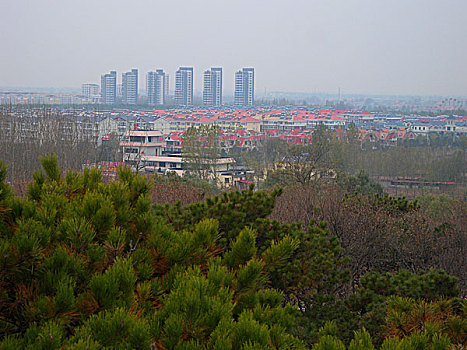 南戴河,建筑,松树,树木,生机