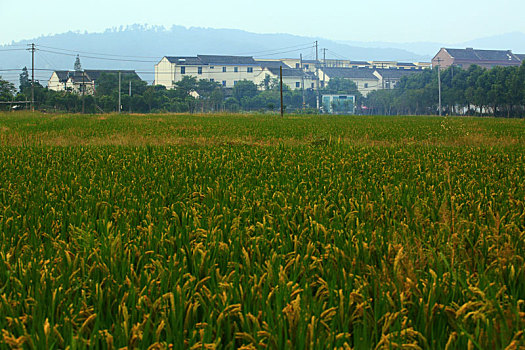 田园,水稻,农田,作物,天空