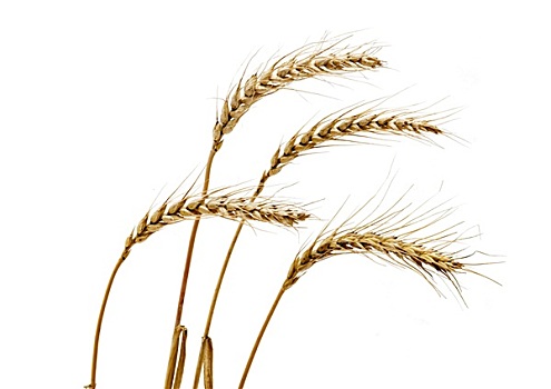 小麦,隔绝,白色背景,背景