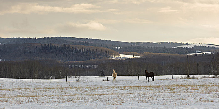 马,站立,雪中,遮盖,地点,山谷,牛仔,小路,艾伯塔省,加拿大