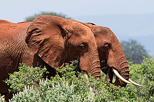 两个,非洲象,走,灌木,查沃,肯尼亚