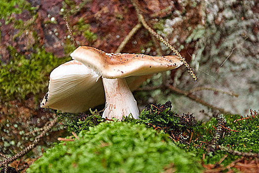 蘑菇,苔藓,地面
