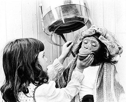 女孩,梳理,黑猩猩,卷发夹,英格兰,英国