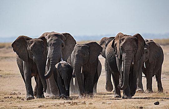 非洲大象091