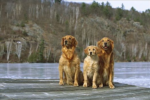 金毛猎犬,狗,母亲,父亲,小狗,坐,一起,码头,远眺,冰冻,湖