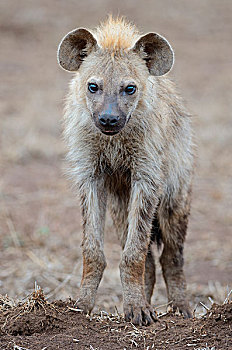 斑鬣狗,笑,鬣狗,幼兽,雄性,站立,干燥,地面,克鲁格国家公园,南非,非洲