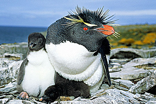 成年,凤冠企鹅,南跳岩企鹅,相似,幼禽,福克兰群岛,南方,大西洋