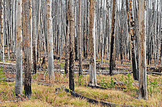 松树,损坏,森林火灾,黄石国家公园,怀俄明,美国